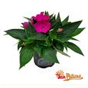 Afbeelding van Impatiens Sun Patiens P13 Rose Pink